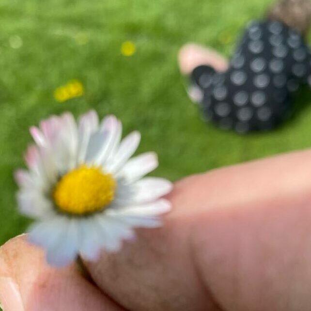 Picking daisies
