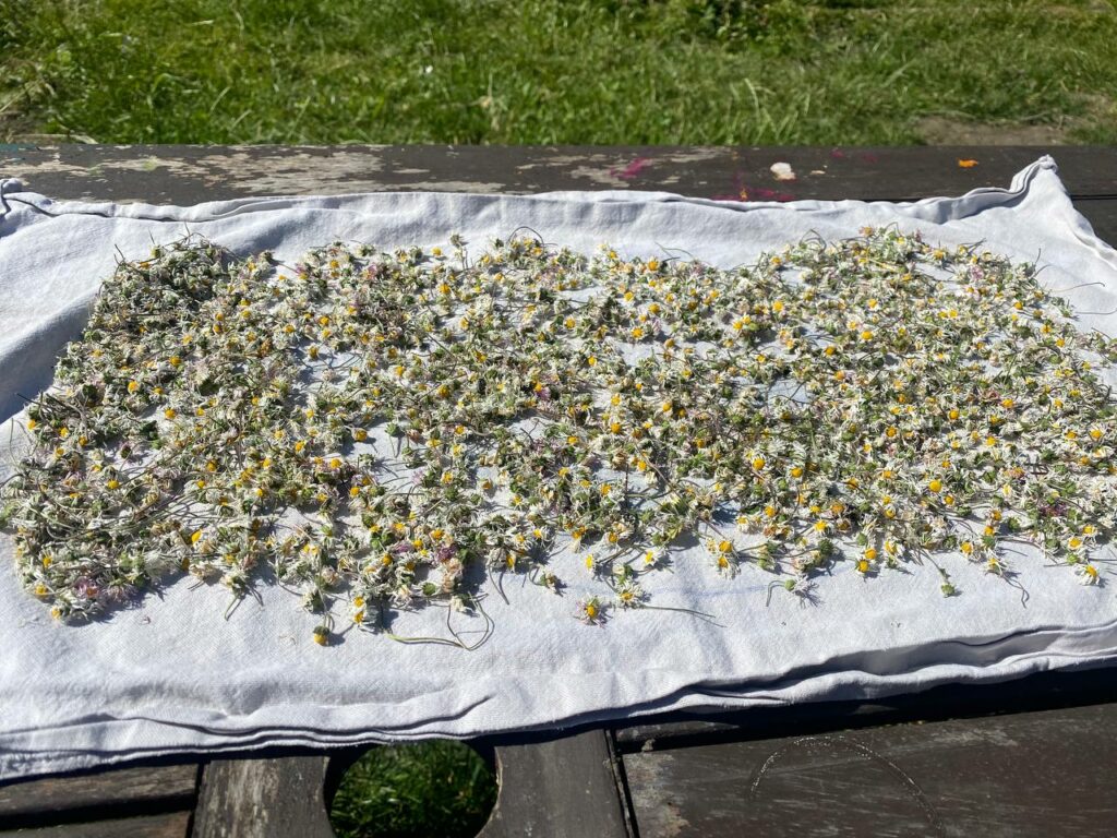 Drying daisies in the sun