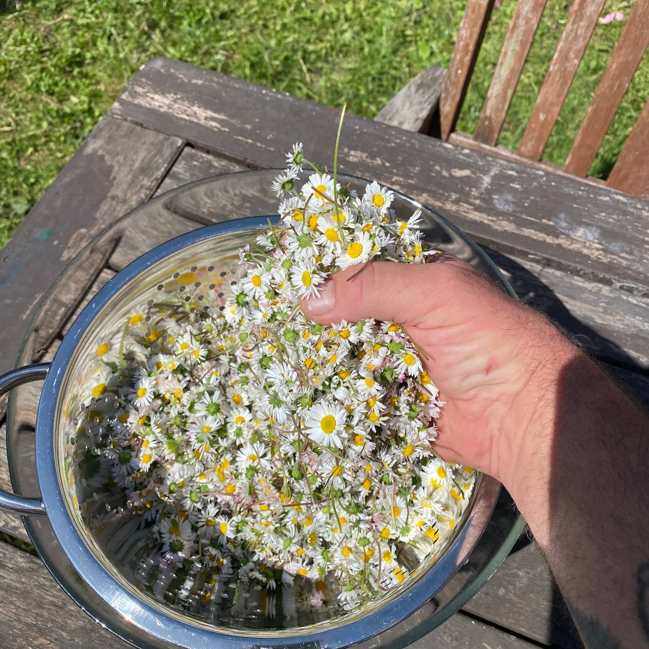 Draining the water from the daisies