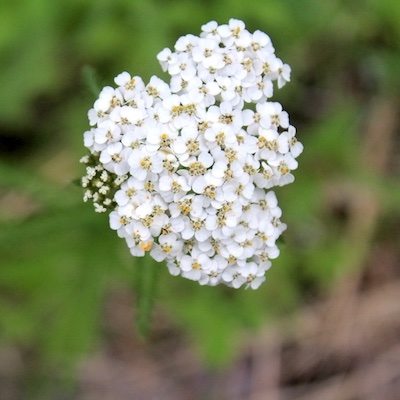 Yarrow Flowers (white)